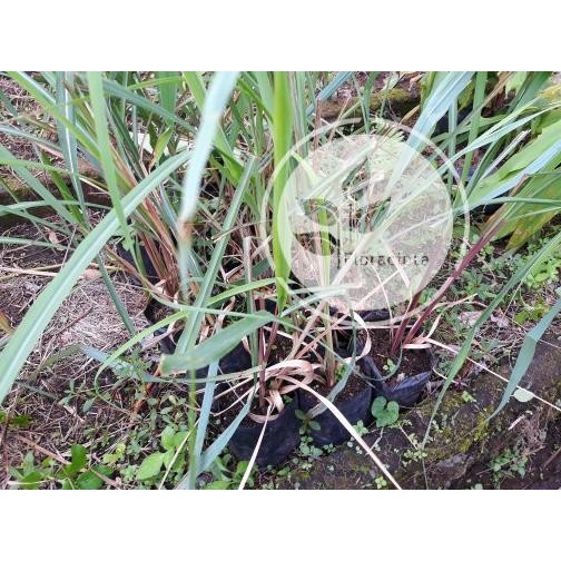 

Terlaris Ready! Bibit Pohon Sereh Wangi / Tanaman Serai Merah / Minyak Herbal