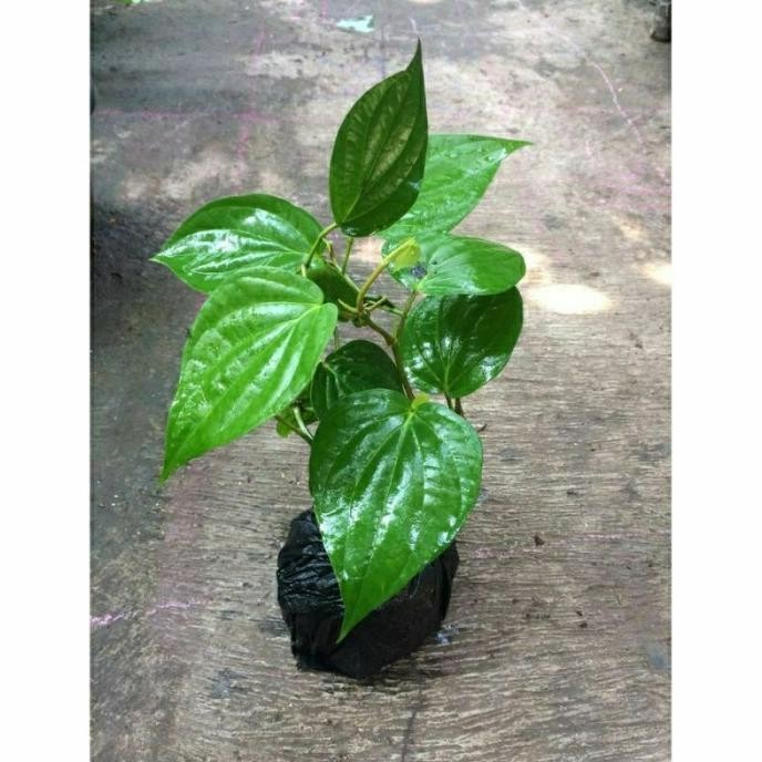 

Terlaris Bibit Herbal Daun Sirih Hijau | Kaya Manfaat Rraqnb 9381Fi