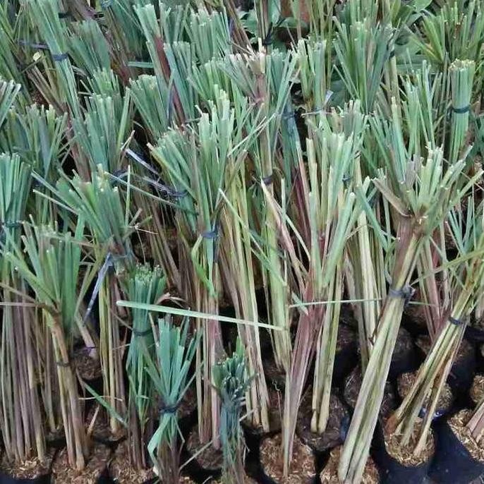 

Terlaris Bibit Sereh Merah Lanang Serei Sereh Obat Herbal Alami