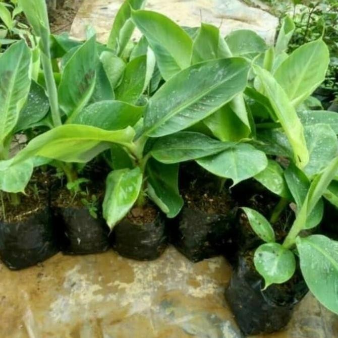 

Terlaris Terjangkau Bibit Pisang Raja Sereh 10 Unggul Azz