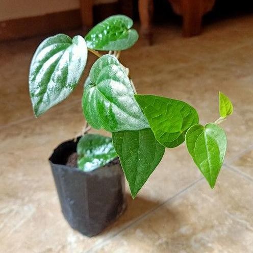

Terlaris Bibit Tanamn Sirih Hijou Herbal