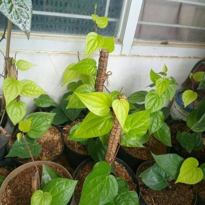 

Terlaris Paket Tanaman Herbal Bibit Sirih Hijau Pot Hitam Turus Sabut Murah