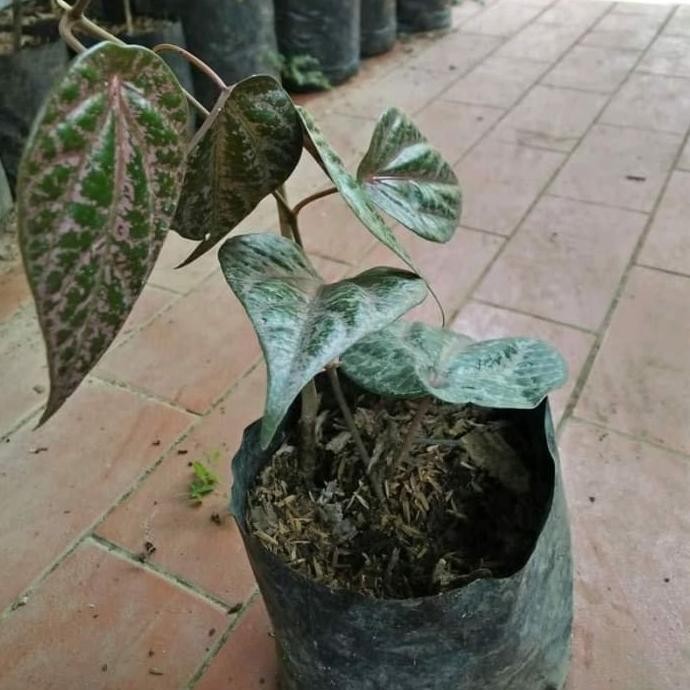 

Terlaris Tanaman Bibit Sirih Merah Suroh Obat Herbal Dabgwo 5968Wv