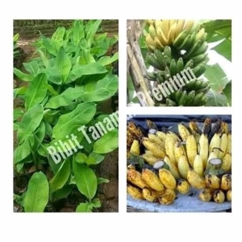 

Terlaris Best Bibit Tunas Pohon Pisang Raja Sereh Garing