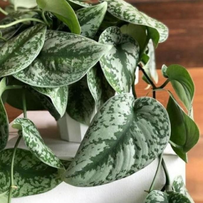 

Terlaris Sirih Gading Silver, Bibit Sirih Gading Silver, Tanaman Sirih Gading