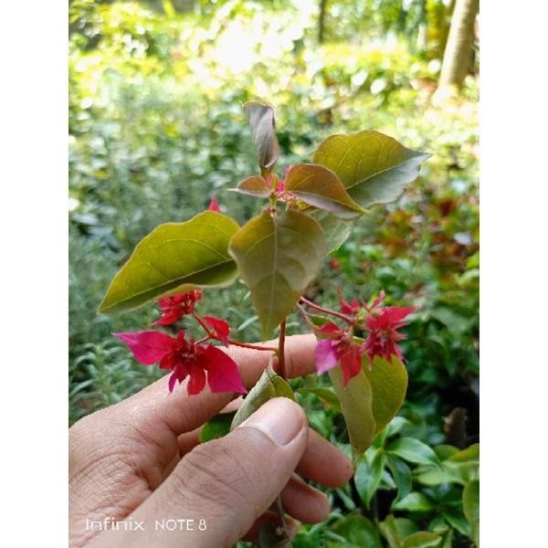 Tanaman Bougenville Ekor Musang Merah - Pohon Bougenville