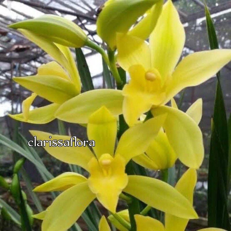 Anggrek Tanah Kuning - Pohon Anggrek Tanah