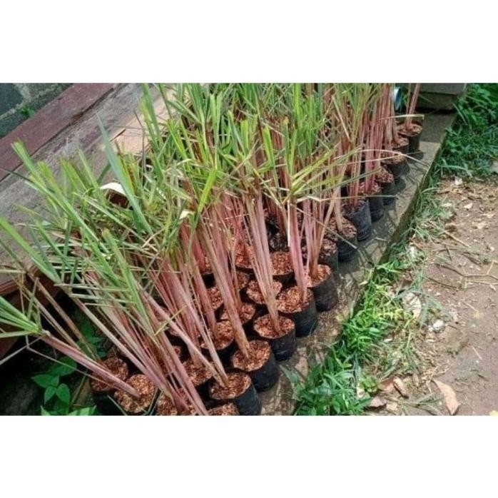 

Terlaris Hemat ! Bibit Pohon Sereh Wangi - Tanaman Akar Serai Wangi - Tanaman Bahan Minyak Herbal Original