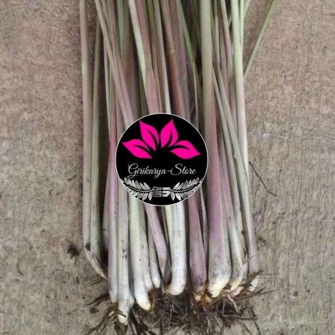 

Terlaris Bibit Tanaman Herbal Sereh Merah Serai Wangi Serai Lanang Sereh Jamu
