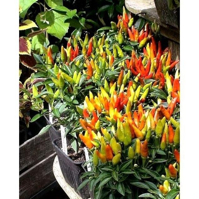 

Terlaris Allshop1- Pupuk Kandang Kohe Sapi Kambing Halus Berat Real 5Kg