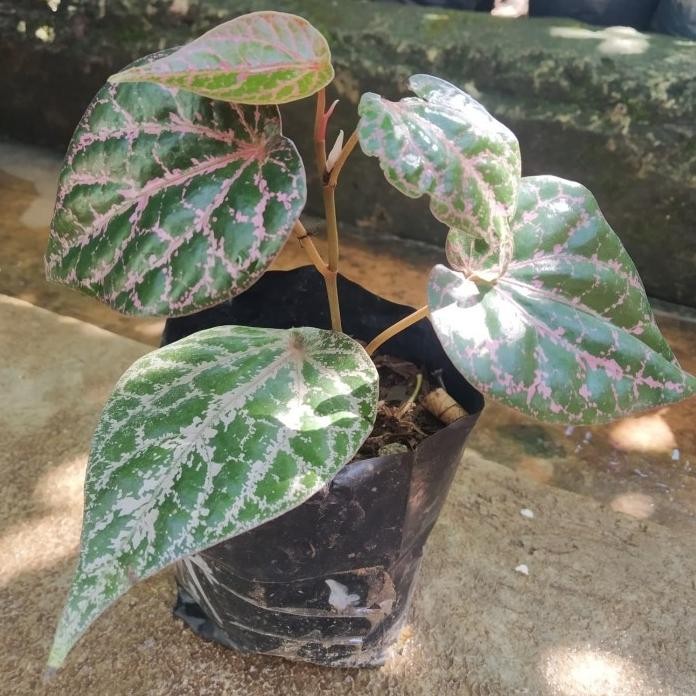 

Terlaris Bibit Sirih Merah Tinggi 30 Cm