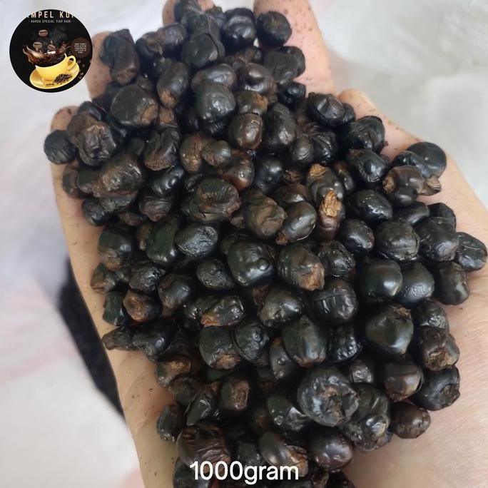 

Terlaris Termurah Biji Jagung Oven/Roasting 1Kg