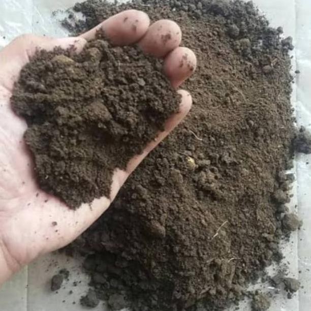 

Terlaris [ Bayar Di Tempat ] Promo Pupuk Kandang Sapi Fermentasi 1 Kg