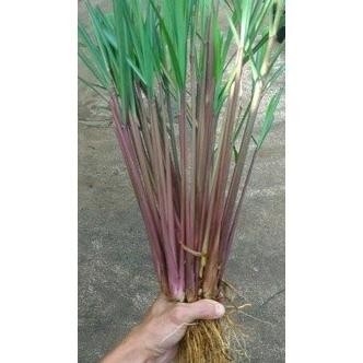 

Terlaris Dijual 1Kg Sereh Merahsereh Wangi Merah Bisa Juga Utuk Bibit Murah