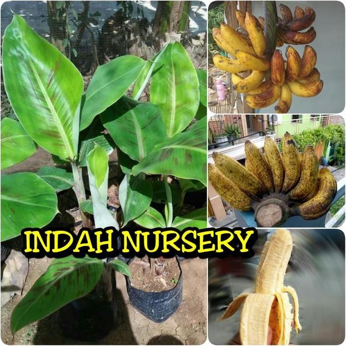

Terlaris Bibit Buah Pisang Raja Sereh(Serai)_Bibit Super