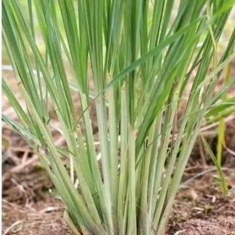 

Terlaris Pohon Sereh Putih / Sareh Sayur Bibit Tanaman Sereh Putih