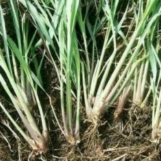 

Terlaris Bibit Sereh Buat Bumbu Masih Perbatang Ful Akar