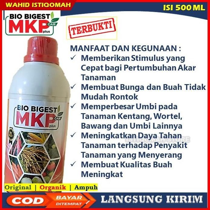 

Terlaris Paling Laris Bio Biggest 500 Ml Pupuk Jagung - Pupuk Penyubur Tanaman Jagung - Pupuk Pembesar Buah Jagung - Pupuk Npk Untuk Tanaman Jagung - Pupuk Yang Bagus Untuk Jagung - Pupuk Untuk Tanaman Jagung Terbagus - Pupuk Penyubur Jagung Tahan Musim