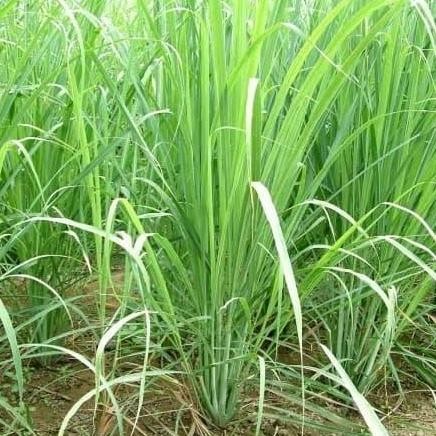 

Terlaris Bibit Tanaman Sereh | Serai Tanaman Bumbu Dapur