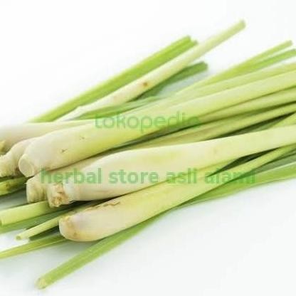 

Terlaris Bibit Sereh/Serai Masak Dengan Akar Nug