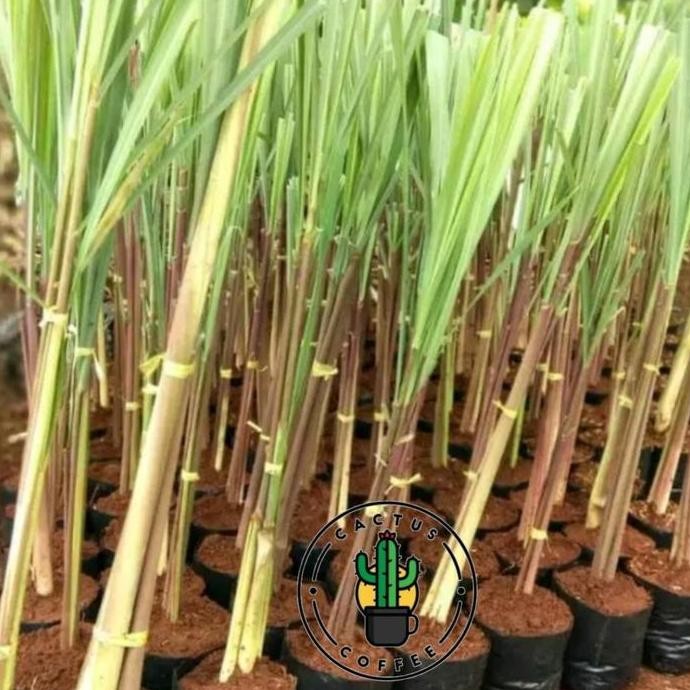 

Terlaris Tanaman Sereh Wangi Atau Sereh Merah / Bibit Tanaman Sereh Wangi Sereh Merah