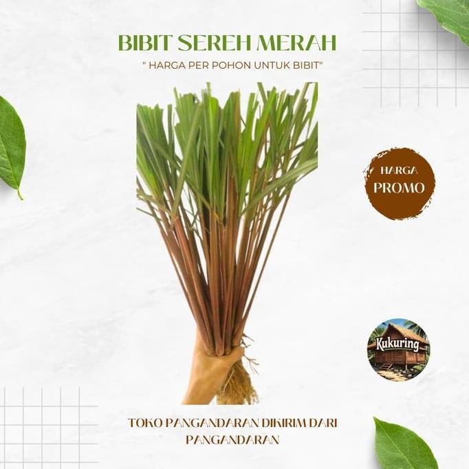 

Terlaris Bibit Sereh Merah / Wangi / Serai Lanang Jaminan Organik 100%