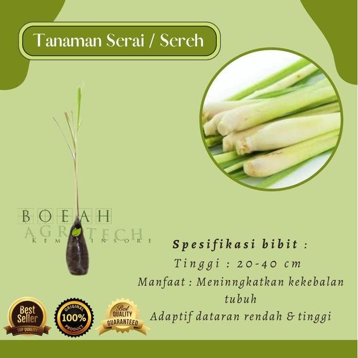 

Terlaris Bibit Tanaman Serai / Sereh Putih Tanaman Kaya Akan Manfaat