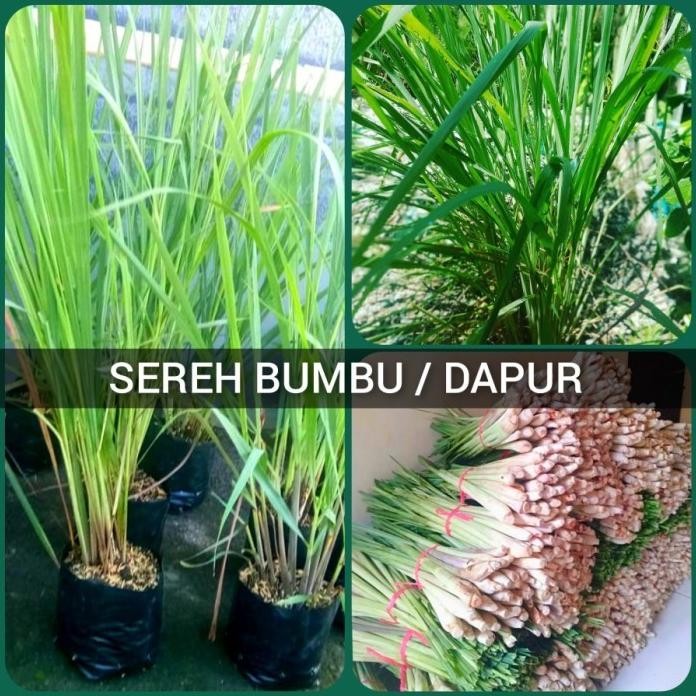 

Terlaris Sereh Bumbu Bibit Tanaman Sereh Dapur Pohon Serai Masak