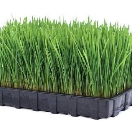 

Terlaris Benih Wheatgrass / Rumput Gandum / Catgrass Ratusan Biji