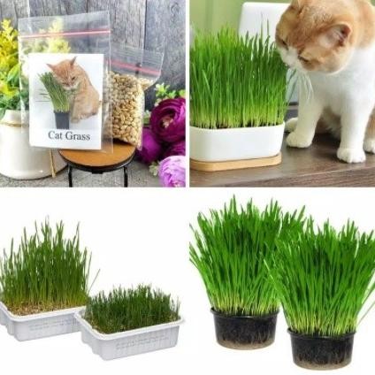 

Terlaris New Gandum Mini 50 Gr Benih Rumput Gandum Wheat Grass Rumput Kucing