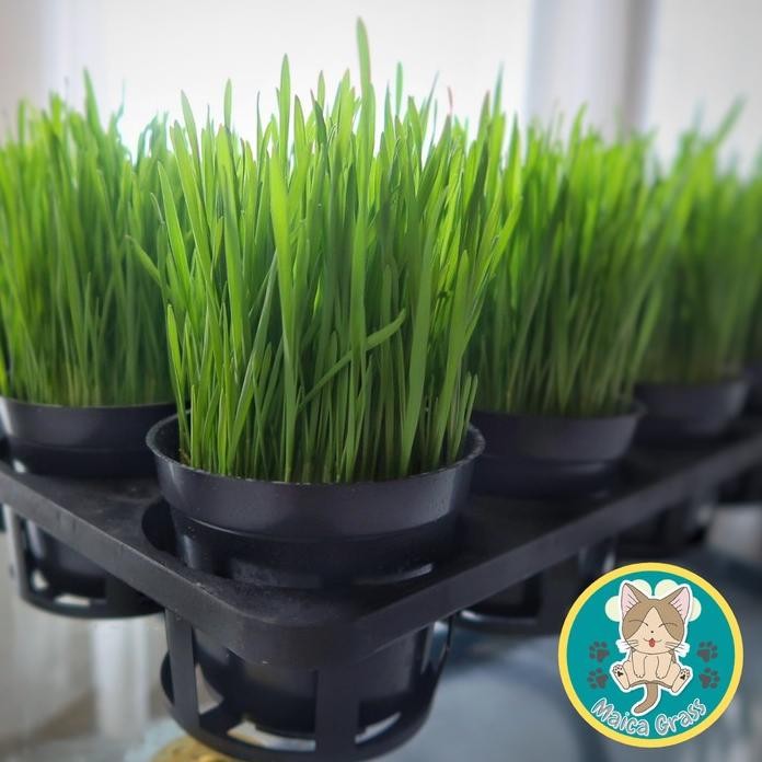 

Terlaris Terbaik Diy Rumput Kucing/Rumput Gandum - Paket Lengkap Benih Siap Tanam 25.25
