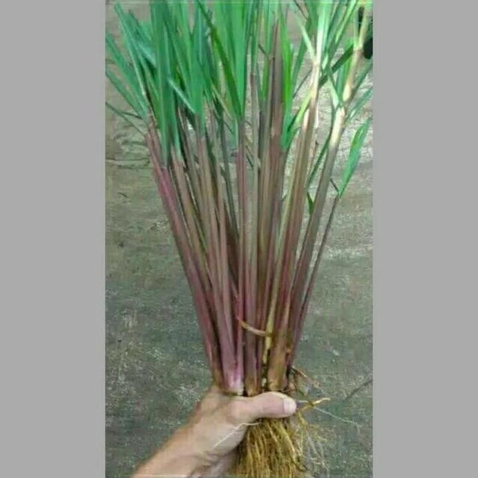 

Terlaris Bibit Sereh Wangi Unggul 4Pohon