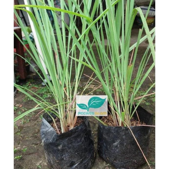 

Terlaris Bibit Tanaman Sereh Sayur Atau Sereh Putih