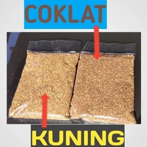 

Terlaris Catgrass Seed Import/Wheatgrass/Benih Rumput Gandum Isi 1 Kilogram