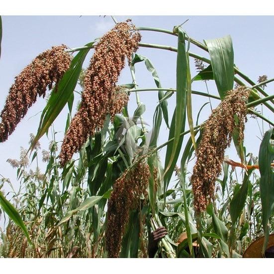 

Terlaris Zz Biji Benih Jagung Cetrik Gandrum Goel Gandum Inda Pari Oncer