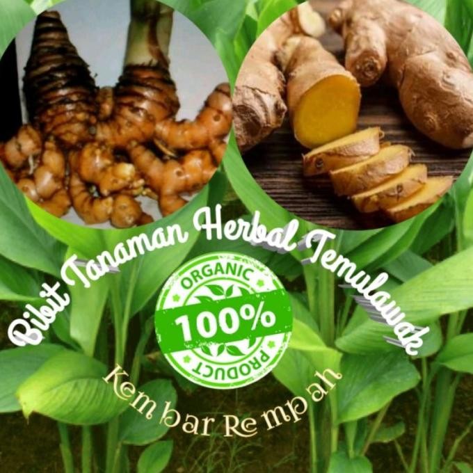 

Terlaris Ready Terlaris Bibit Tanaman Herbal Temulawak