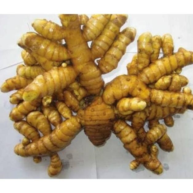 

Terlaris Temulawak Organik 1Kg Temu Lawak Khusus Calon/Bakal Bibit