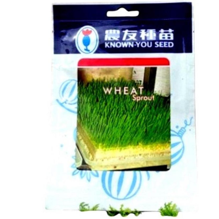 

Terlaris Benih Wheat Sprout 10 Gram Biji Bibit Microgreen Rumput Gandum