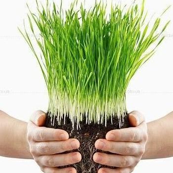 

Terlaris Benih Rumput Gandum Wheatgrass 1000Gr