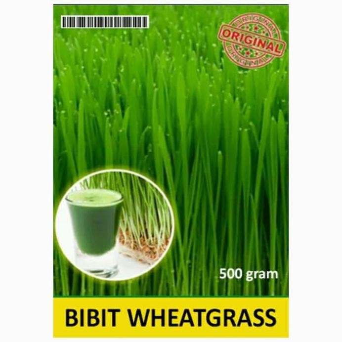 

Terlaris Benih Bibit Biji / Rumput Gandum / Wheatgrass Gandum