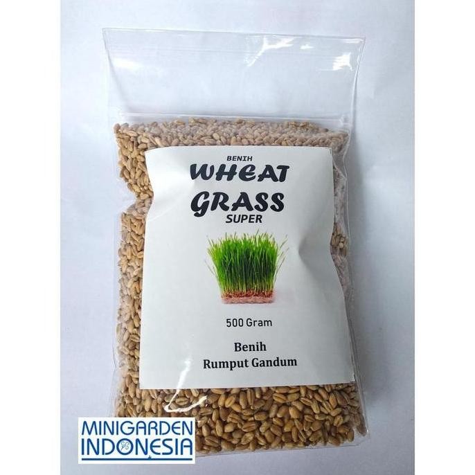 

Terlaris Terlaris Dan Termurah 500 Gram Bibit Benih Wheat Grass Rumput Gandum