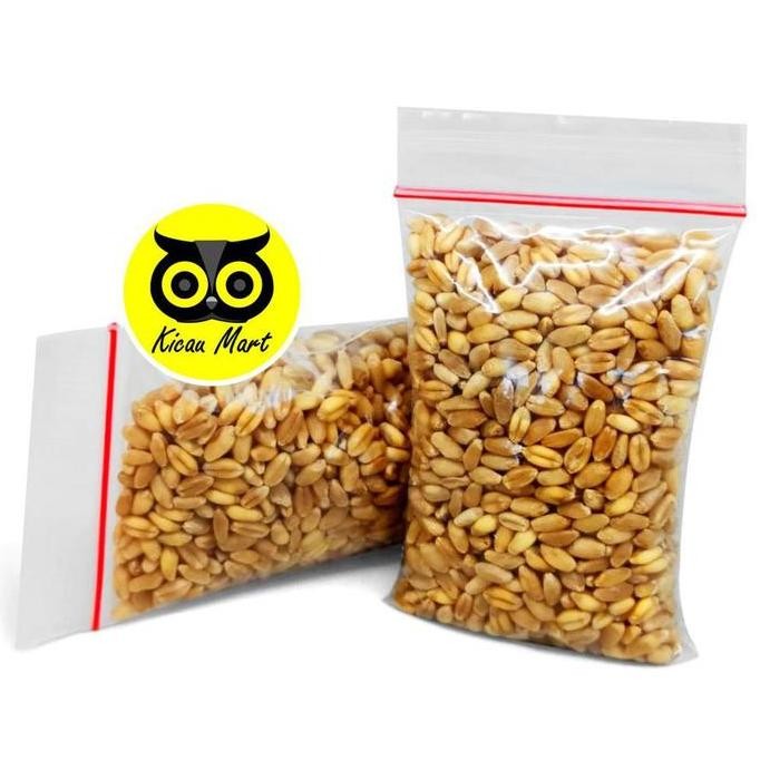 

Terlaris Benih Biji Rumput Gandum 50Gr Makanan Kucing Kitten Cat Grass Wheat Grass Microgreen Seed Bibit Biji Gandum Rumput Kucing Allshop
