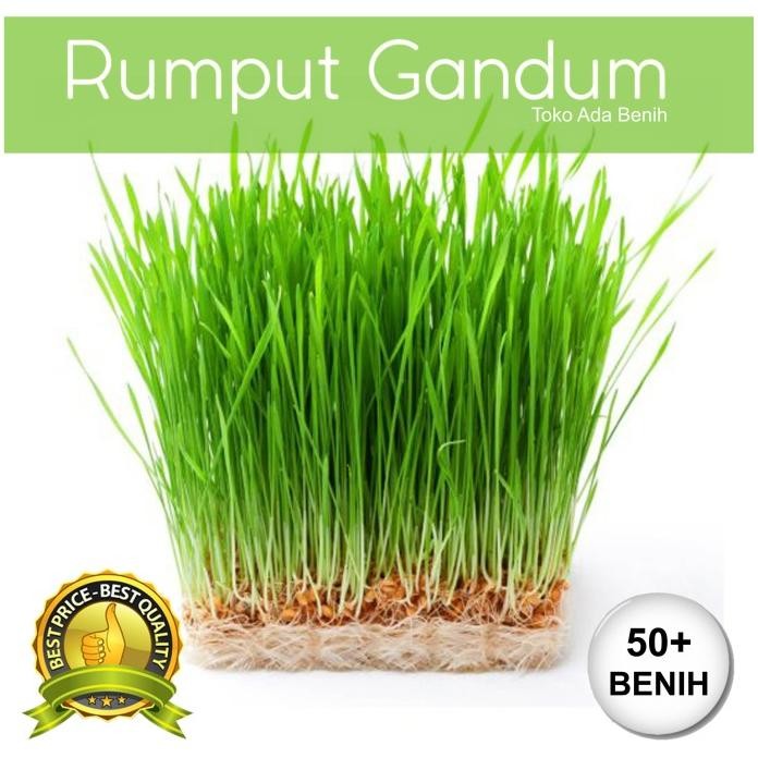 

Terlaris New Produk!!!! Benih / Biji Rumput Gandum - Rumput Kucing - Wheatgrass - 50+ Biji