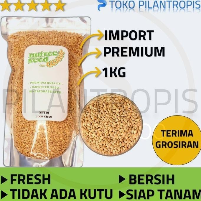 

Terlaris Pasti Promo Grosir Benih Wheatgrass 1Kg Bibit Rumput Gandum Kucing Microgreen Seedori