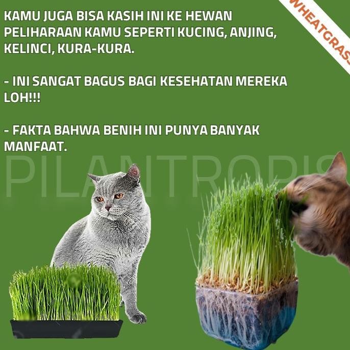 

Terlaris Paket Lengkap Starter Kit Benih Wheatgrass Bibit Rumput Gandum Kucing Terbatas