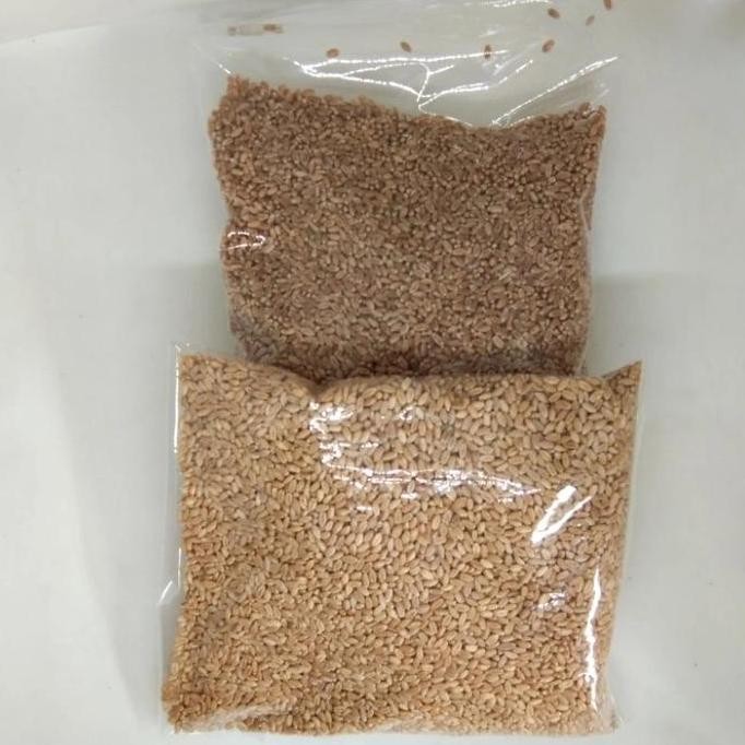 

Terlaris Benih Rumput Gandum 1000Gram