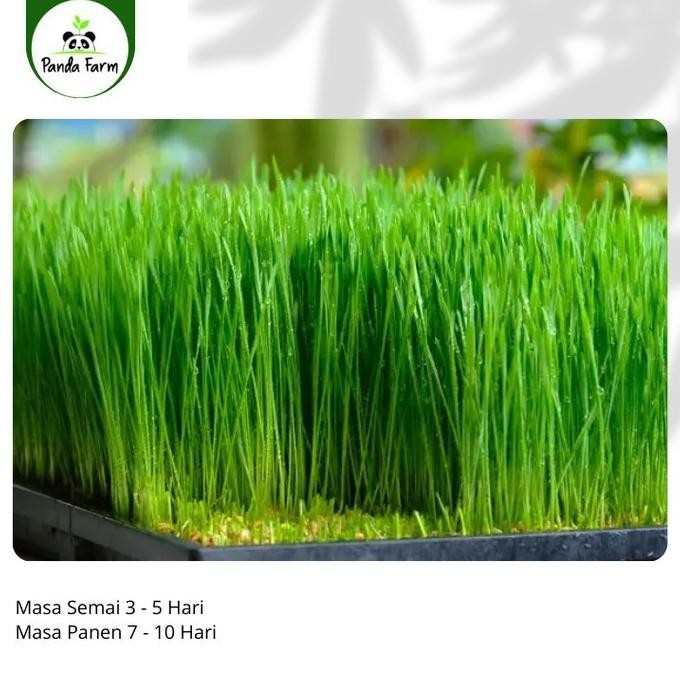 

Terlaris [Goodseller] Isi 50 Benih Biji Rumput Gandum / Wheat Grass Known You Seed Repack