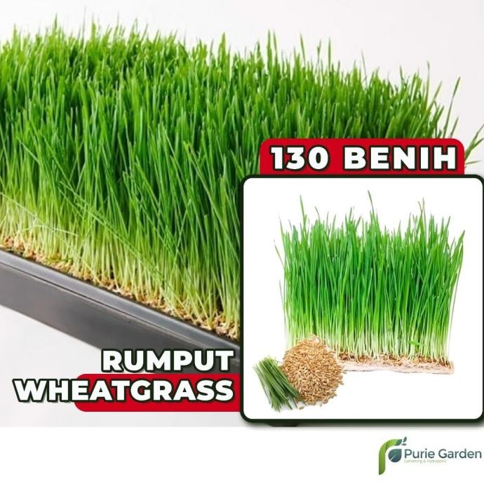 

Terlaris Benih Bibit Rumput Kucing Gandum Wheatgrass 130 Benih Purie Garden