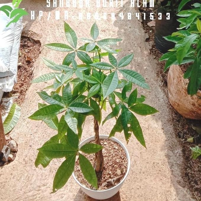 

tanaman duit/pohon duit/bibit pachira aquatica pacira + pot tawon