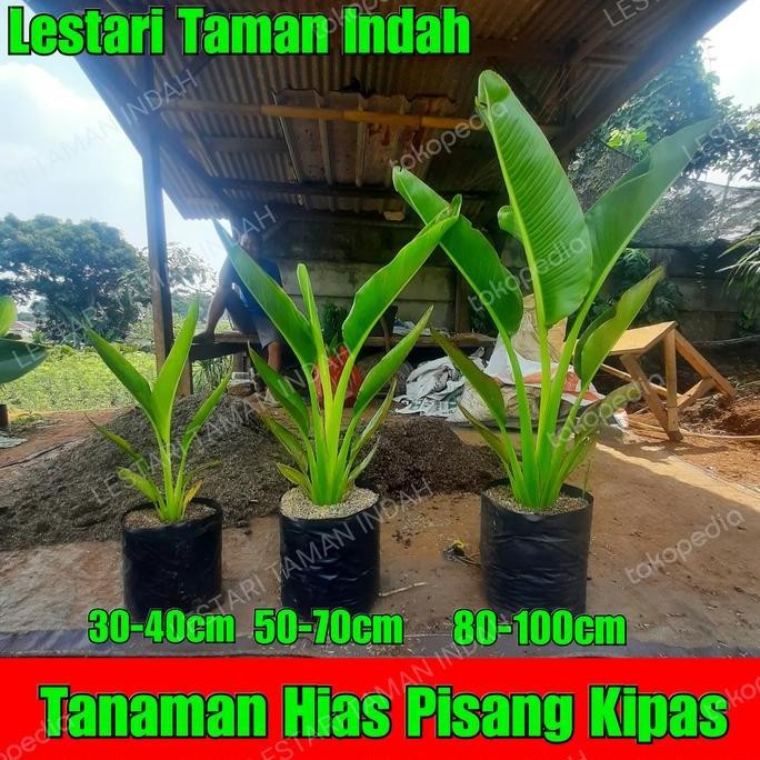 

tanaman hias pisang kipas pohon pisang kipas bibit pohon pisang kipas